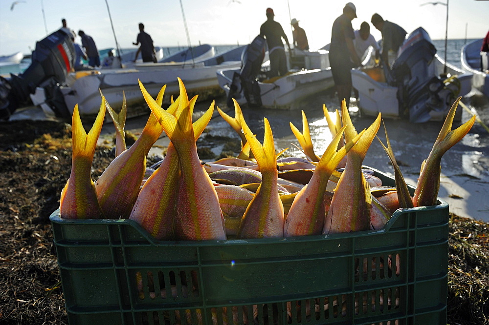 Fishermen with their catch early in the morning on the beach of Puerto Juarez, Cancun, Yucatan Peninsula, Quintana Roo, Mexico, Latin America, North America, Central America