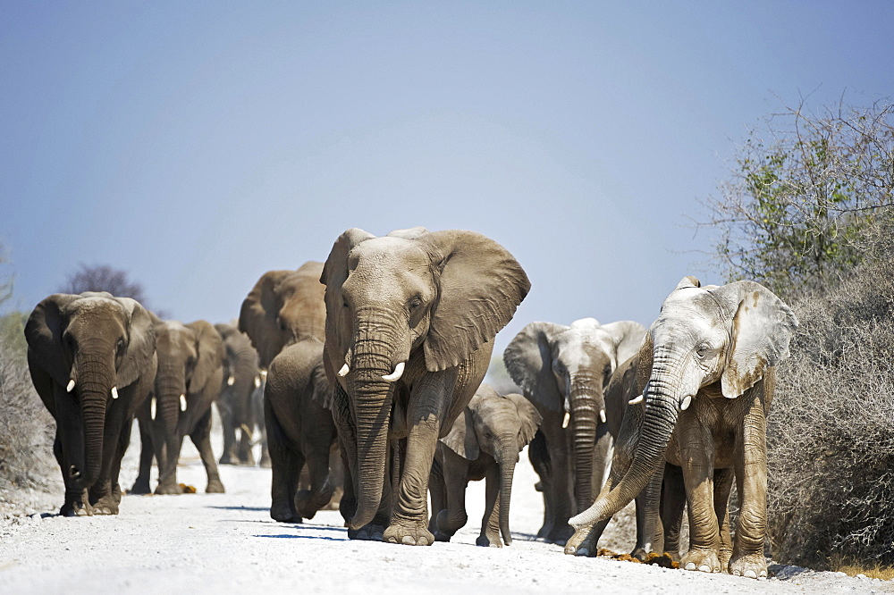 A herd of African Elephants (Loxodonta africana) walking on dirt road, Etosha National Park, Namibia, Africa