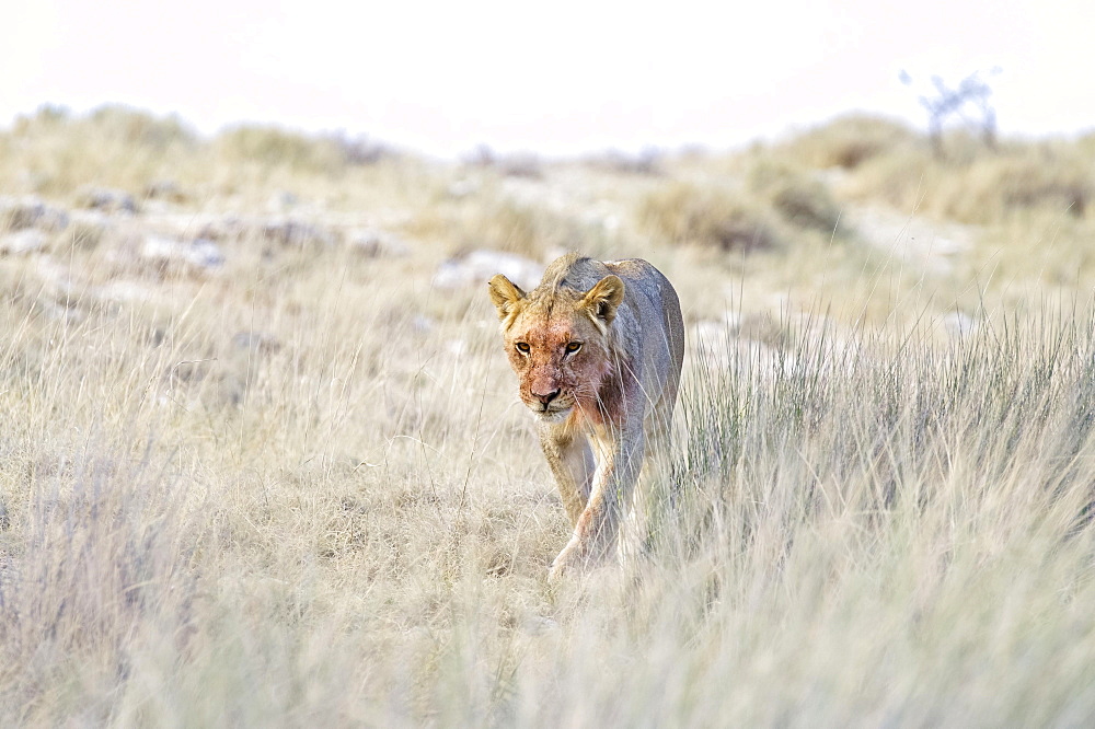 Lion (Panthera leo), sub-adult male walking through grass, Etosha National Park, Namibia, Africa