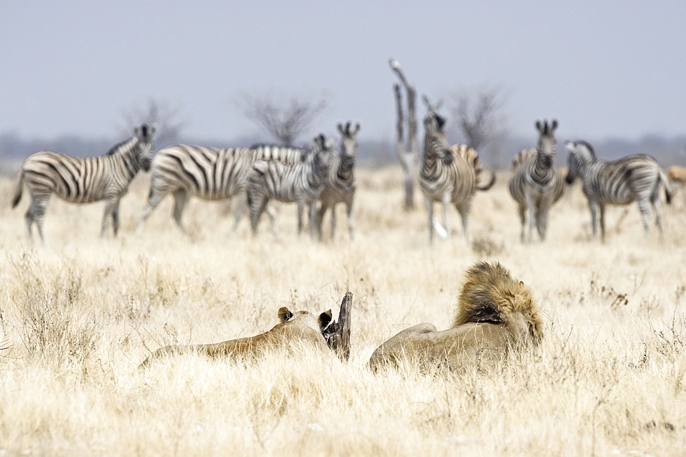 African Lions ( Panthera leo), adult male and female, looking at a herd of Burchell's Zebras (Equus quagga burchellii), Etosha National Park, Namibia, Africa