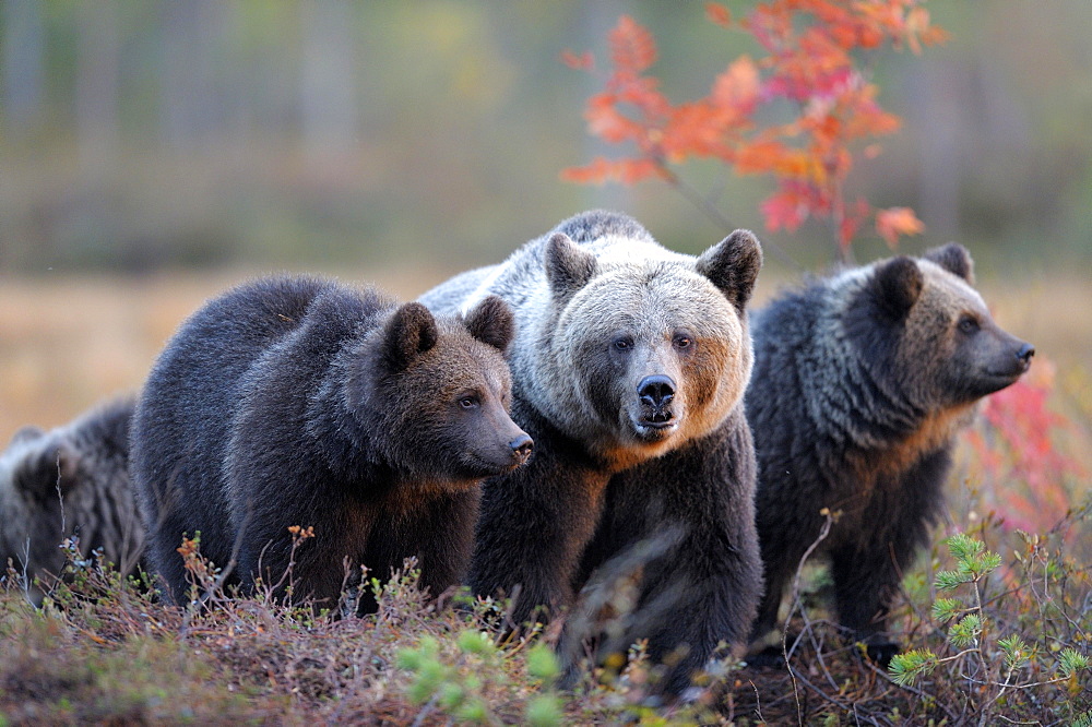 Brown Bears (Ursus arctos), mother bear and cubs in the autumnally coloured taiga or boreal forest in the last light, border area to Russia, Kuhmo, Karelia, Finland, Europe