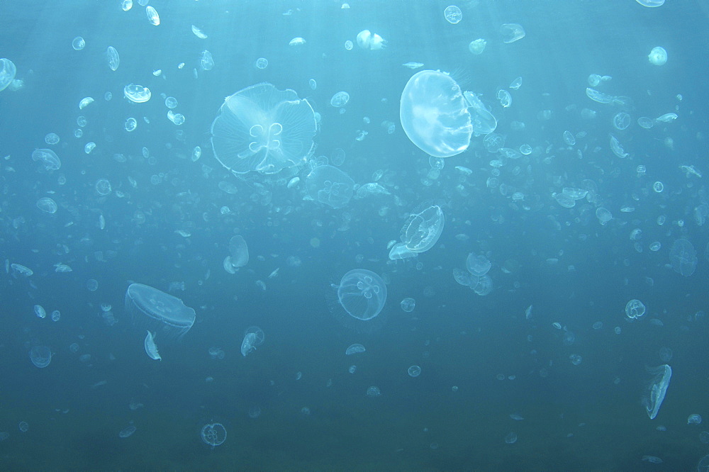 Moon Jelly, Moon Jellyfish, Common Jellyfish, or Saucer Jelly (Aurelia aurita), Black Sea, Crimea, Russia, Europe