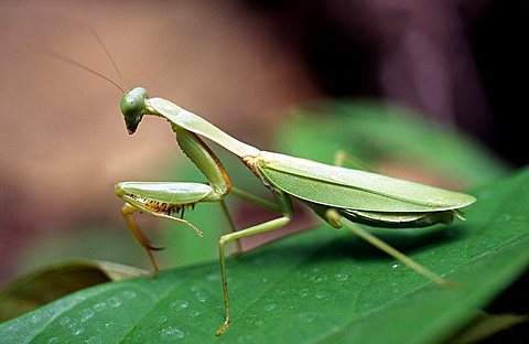 Green leaf mantis no.1