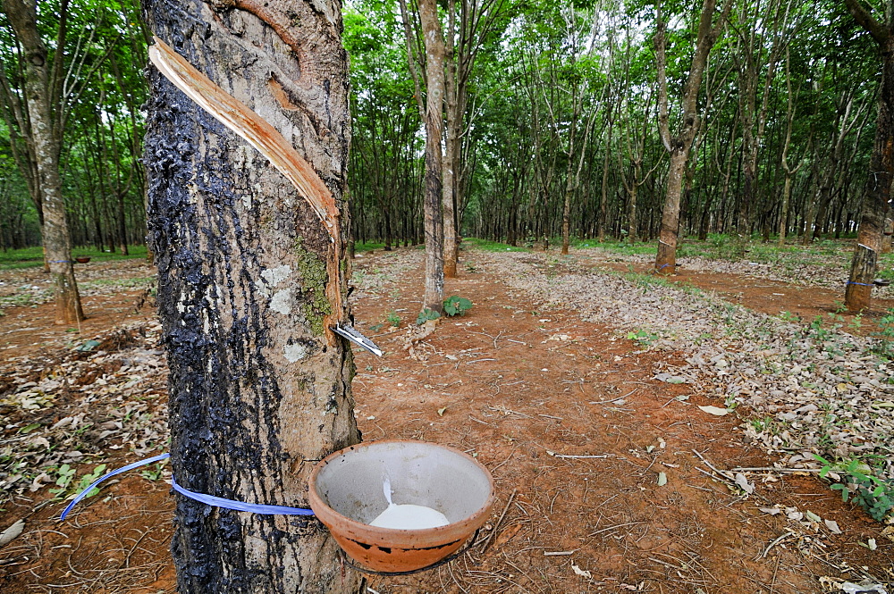 Rubber plantation, Vietnam, Asia