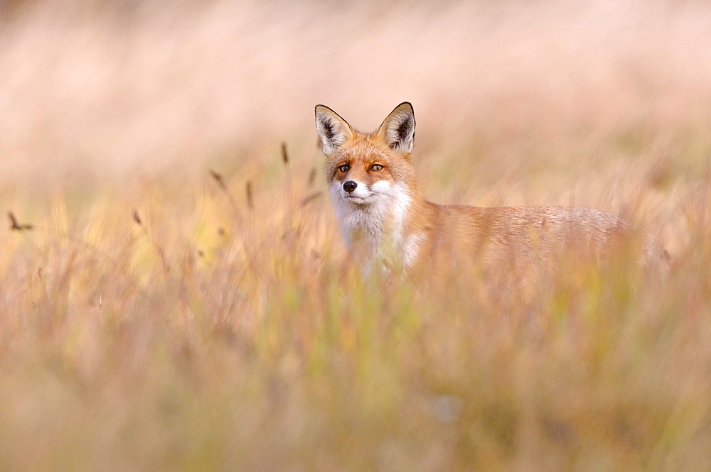 Red Fox (Vulpes vulpes) on a meadow in autumn, Kuyavian-Pomeranian Voivodeship, Poland, Europe