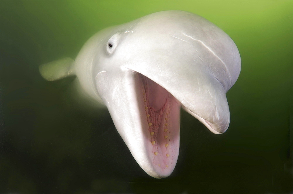 Beluga Whale, White Whale (Delphinapterus leucas), Sea of Japan, Primorsky Krai, Russia, Europe