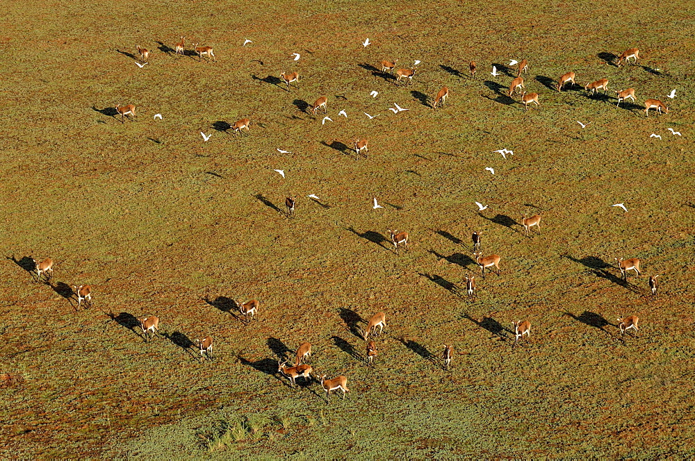 Aerial view, Black lechwes (Kobus leche smithemani), Bangweulu Swamps, Luapula Province, Zambia, Africa