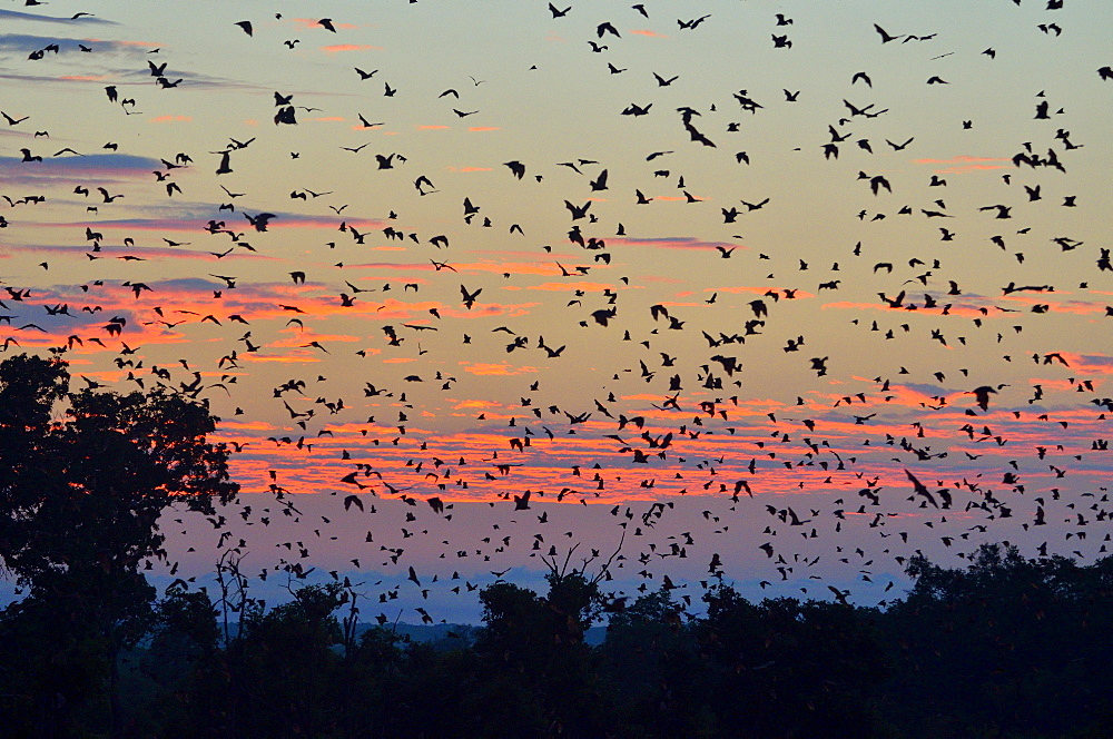 Straw-coloured Fruit Bats (Eidolon helvum), in flight at first light, Kasanka National Park, Zambia, Africa