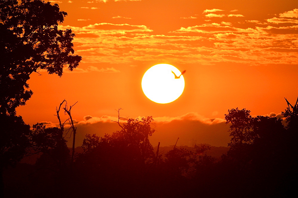 Straw-coloured Fruit Bat (Eidolon helvum), in flight at sunrise, Kasanka National Park, Zambia, Africa