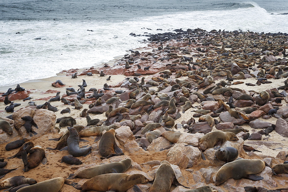 Brown Fur Seal colony (Arctocephalus Pusillus) resting along the coast, Cape Cross, Skeleton Coast, Namibia, Africa