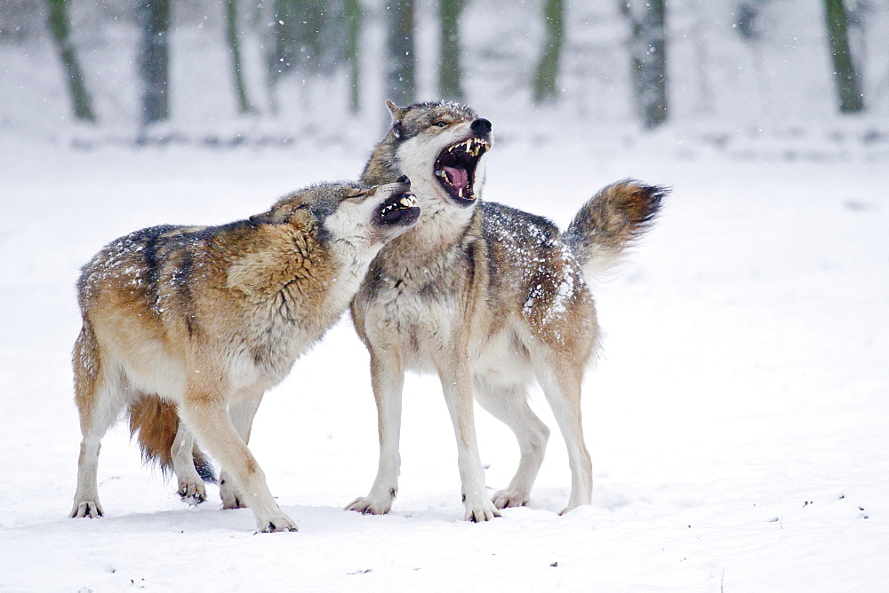 Howling Wolves (Canis lupus) in the snow, Hesse, Germany, Europe