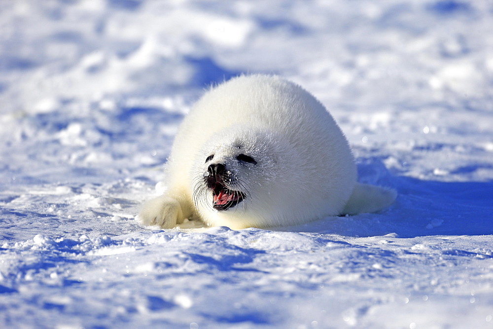 Harp Seal or Saddleback Seal (Pagophilus groenlandicus, Phoca groenlandica), pup on pack ice, Magdalen Islands, Gulf of Saint Lawrence, Quebec, Canada, North America