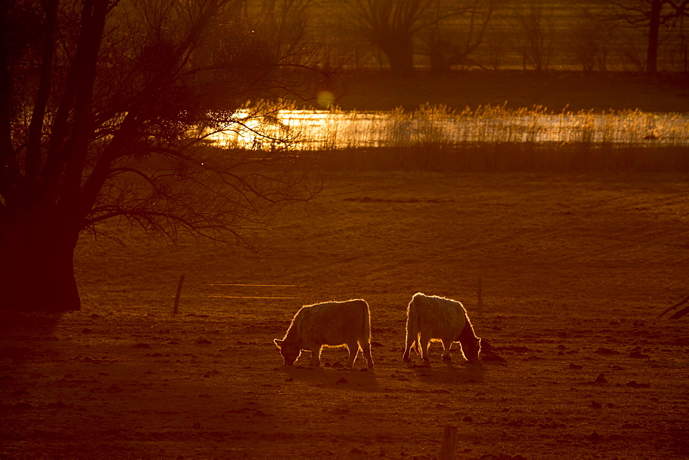 Galloway cattle (Bos primigenius taurus) in backlight on a pasture, Döberitzer Heide nature reserve, Brandenburg, Germany, Europe