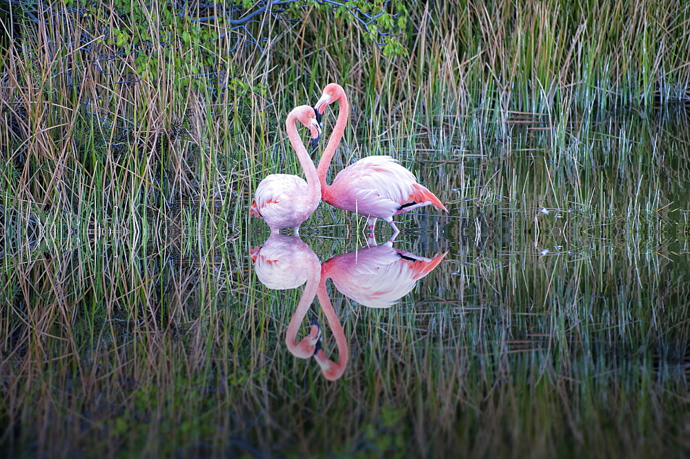 Pair of Greater Flamingos or American Flamingos (Phoenicopterus ruber), Punta Morena, Isabela Island, Galapagos, Ecuador, South America