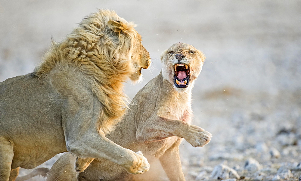 African Lions ( Panthera leo), adult male and female, courtship behavior, Etosha National Park, Namibia, Africa