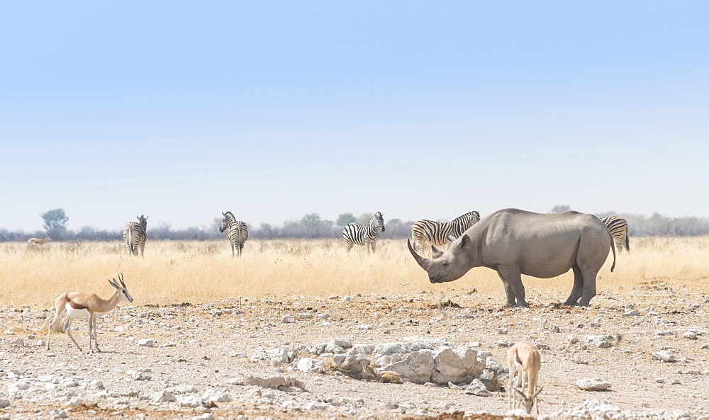 Black Rhinoceros (Diceros bicornis), Etosha National Park, Namibia, Africa