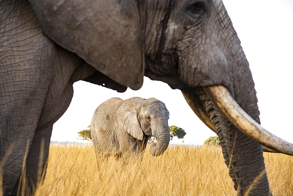 African elephants (Loxodonta africana), Imire Wildlife Conservation, Zimbabwe, Africa