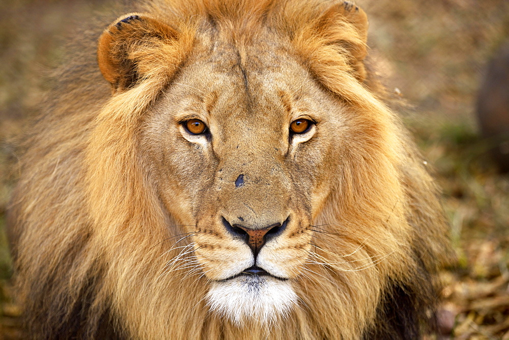 Lion (Panthera leo), male, South Africa, Africa