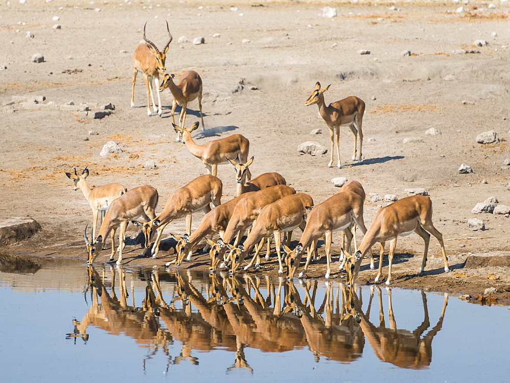 Herd of Black-faced Impalas (Aepyceros melampus petersi) drinking, Chudop water hole, Etosha National Park, Namibia, Africa