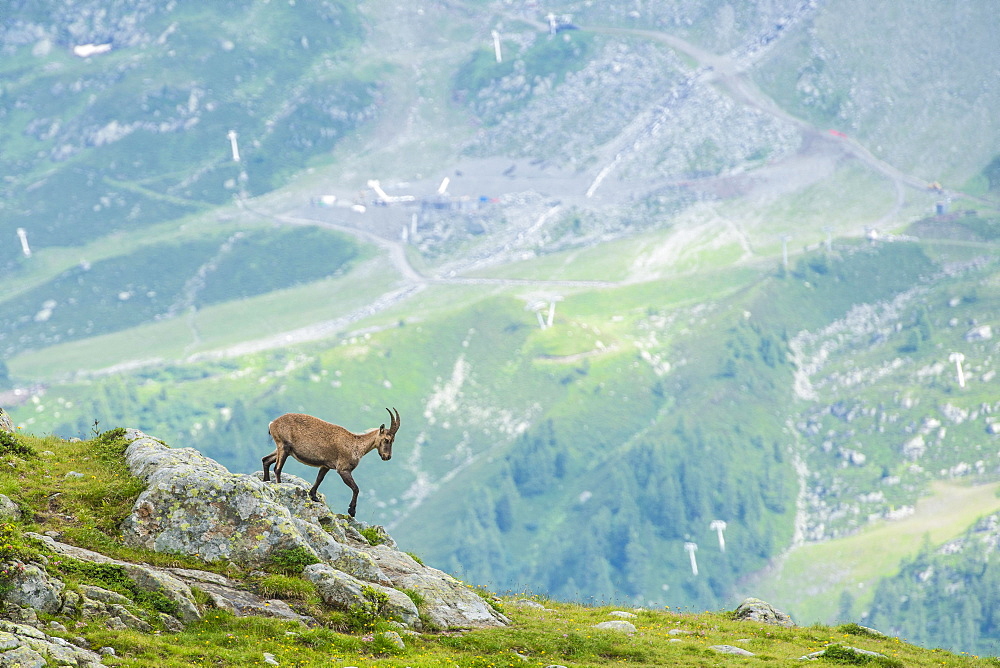 Alpine Ibex (Capra ibex) on the edge of a cliff, Lac Blanc, Mont Blanc, France, Europe