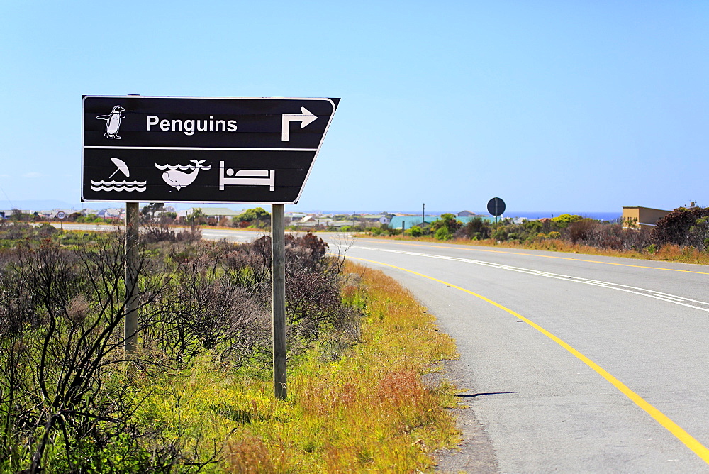 Direction signs, penguins and whale watching, Betty's Bay, Western Cape, South Africa, Africa