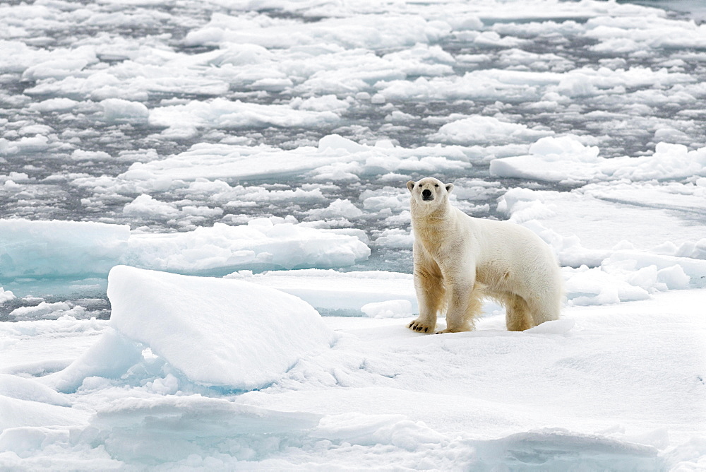 Polar Bear (Ursus maritimus), male standing on pack ice, Spitsbergen Island, Svalbard Archipelago, Svalbard and Jan Mayen, Norway, Europe