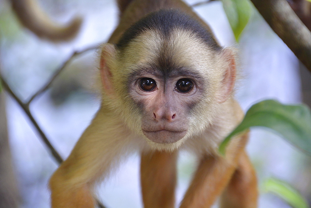 White-fronted Capuchin (Cebus albifrons), Mamiraua Sustainable Development Reserve, near Manaus, Amazonas State, Brazil, South America