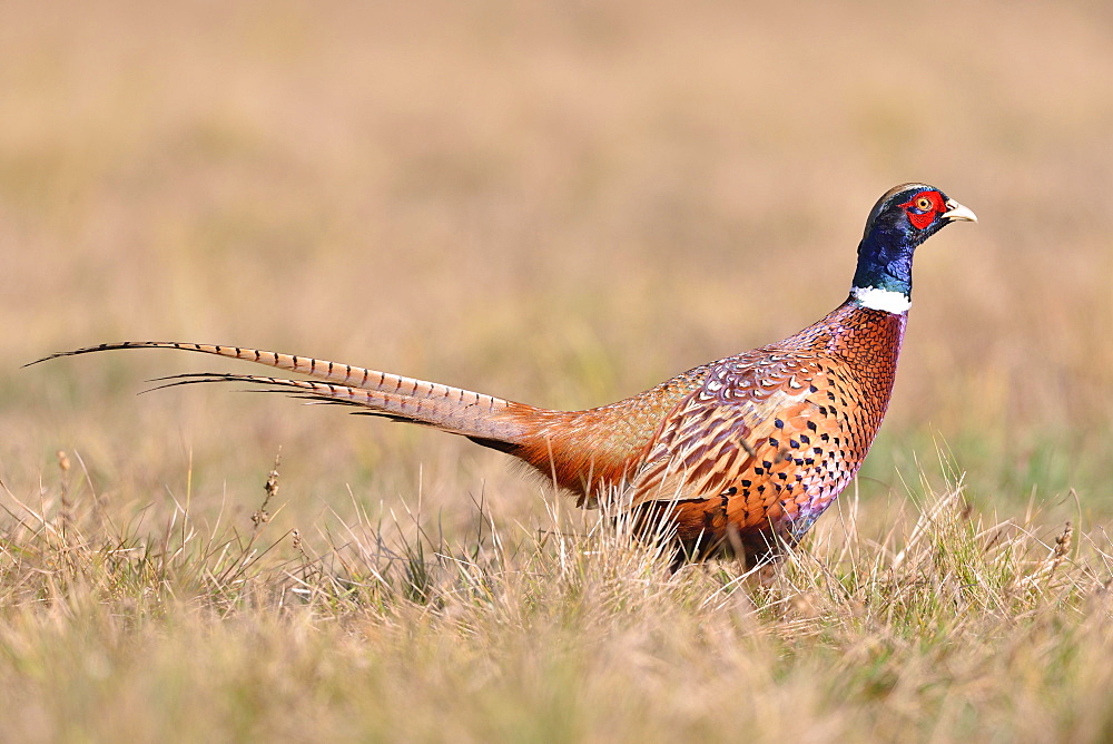 Pheasant (Phasianus colchicus) on a meadow in autumn, Kujawy-Pomerania Province, Poland, Europe