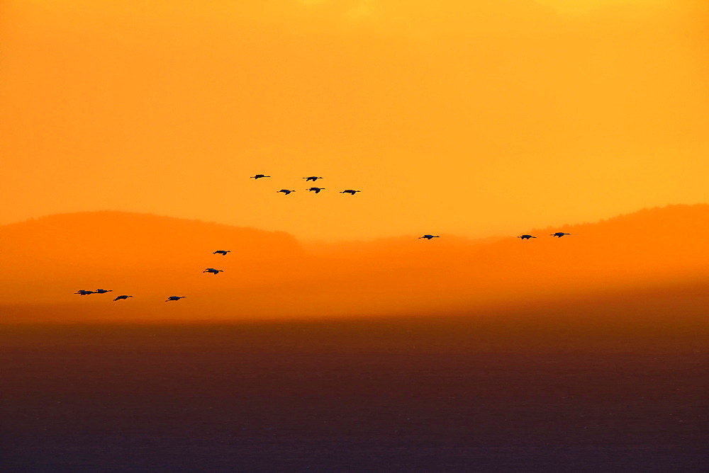 Cranes (Grus grus), silhouettes in the evening light over the island of Rügen, Mecklenburg-Western Pomerania, Germany, Europe