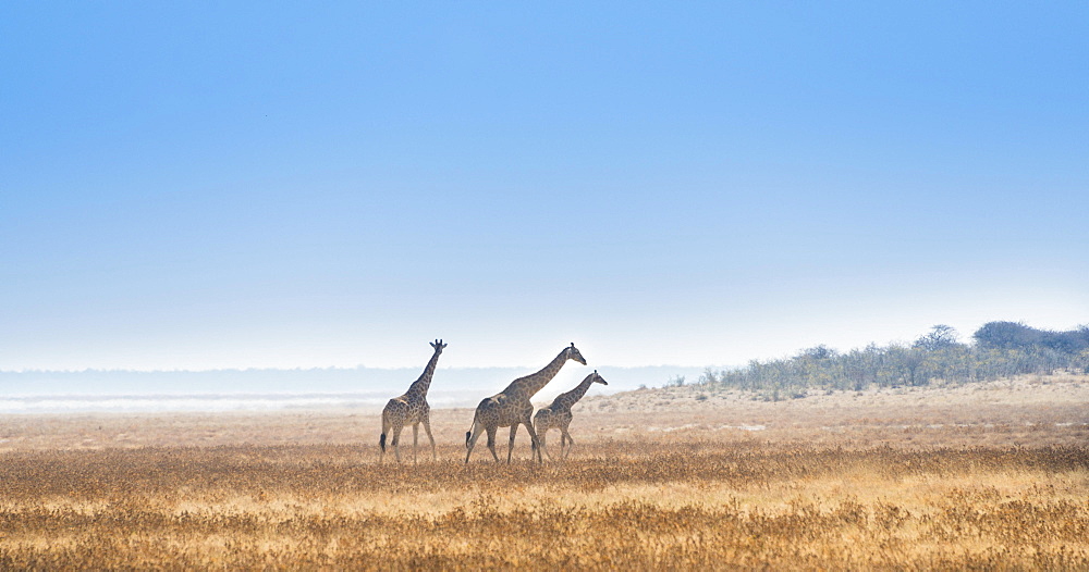 Three giraffes (Giraffa camelopardis) walking through the dry grass, Etosha National Park, Namibia, Africa