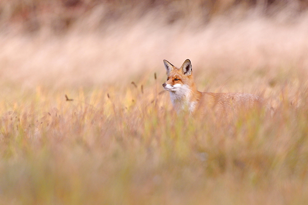 Red Fox (Vulpes vulpes) on a meadow in autumn, Kuyavian-Pomeranian Voivodeship, Poland, Europe