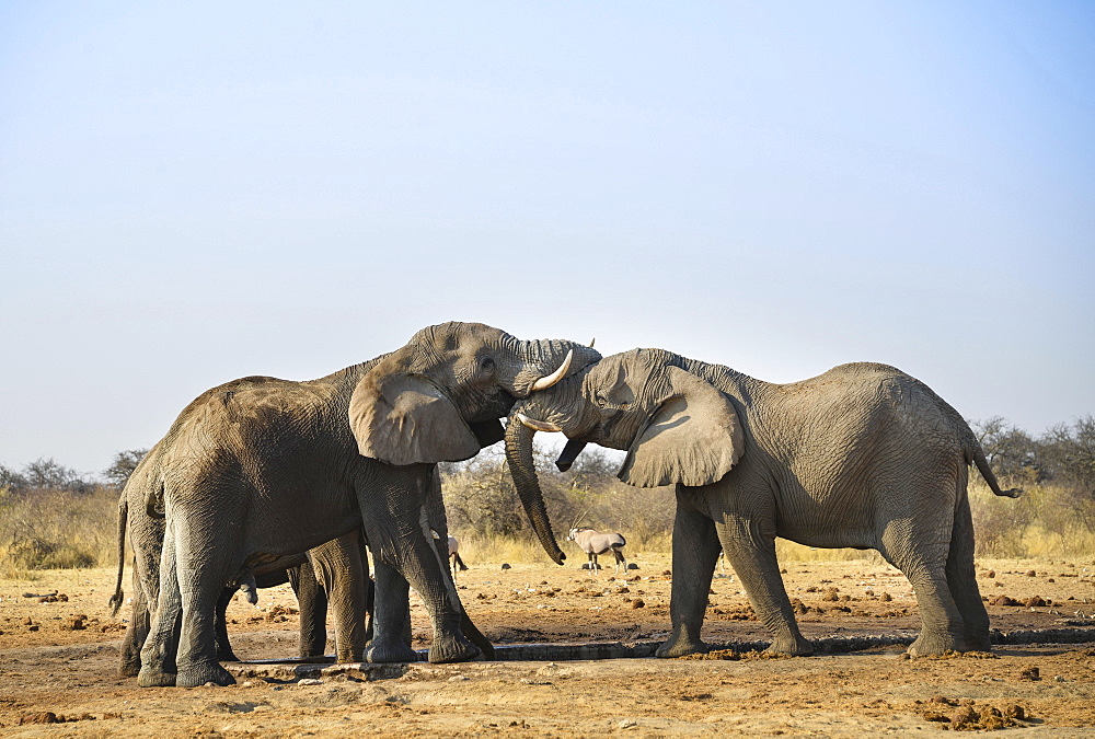 Two elephants playfully fighting, African Elephant (Loxodonta africana), Etosha National Park, Tsumcor waterhole, Namibia, Africa