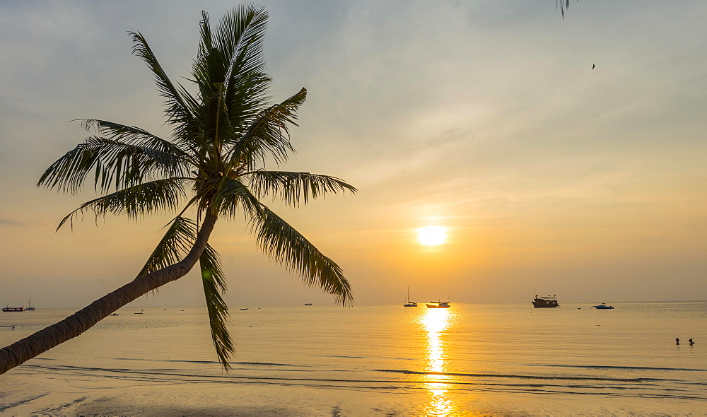 Palm tree at sunset on the beach of Koh Tao, Gulf of Thailand, Thailand, Asia