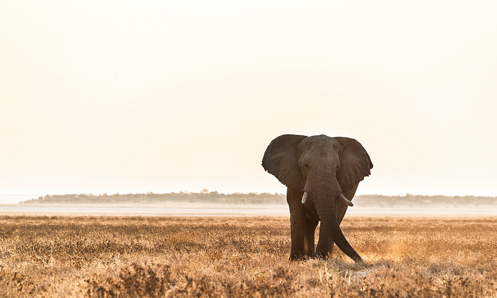 Elephant walking over the dry grasslands, African Elephant (Loxodonta africana), Etosha National Park, Namibia, Africa