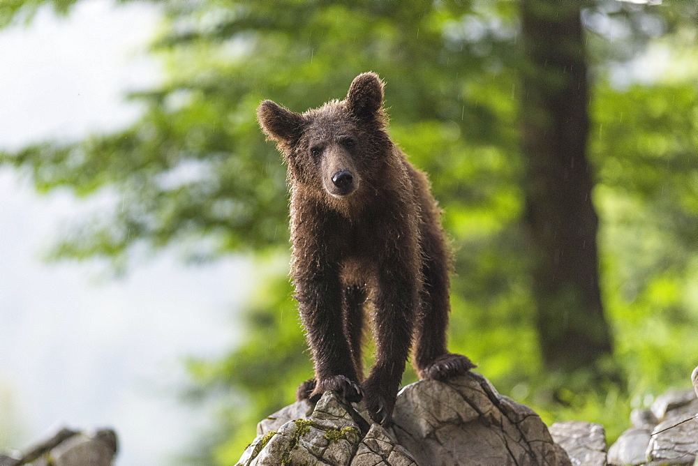 European Brown bear (Ursus arctos), in the forest, young animal, Notranjska region, Slovenia, Europe