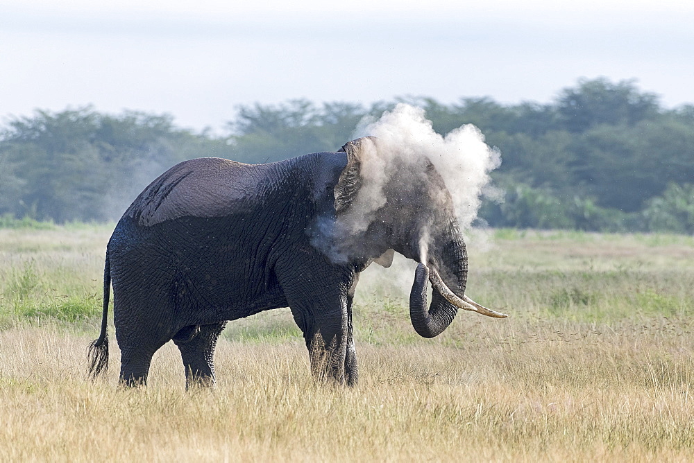 African elephant (Loxodonta africana) covers with dust, behavior, Amboseli National Park, Kenya, East Africa, Africa