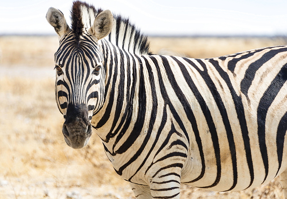 Burchell's Zebra (Equus burchellii) in the dry steppe, Etosha National Park, Namibia, Africa