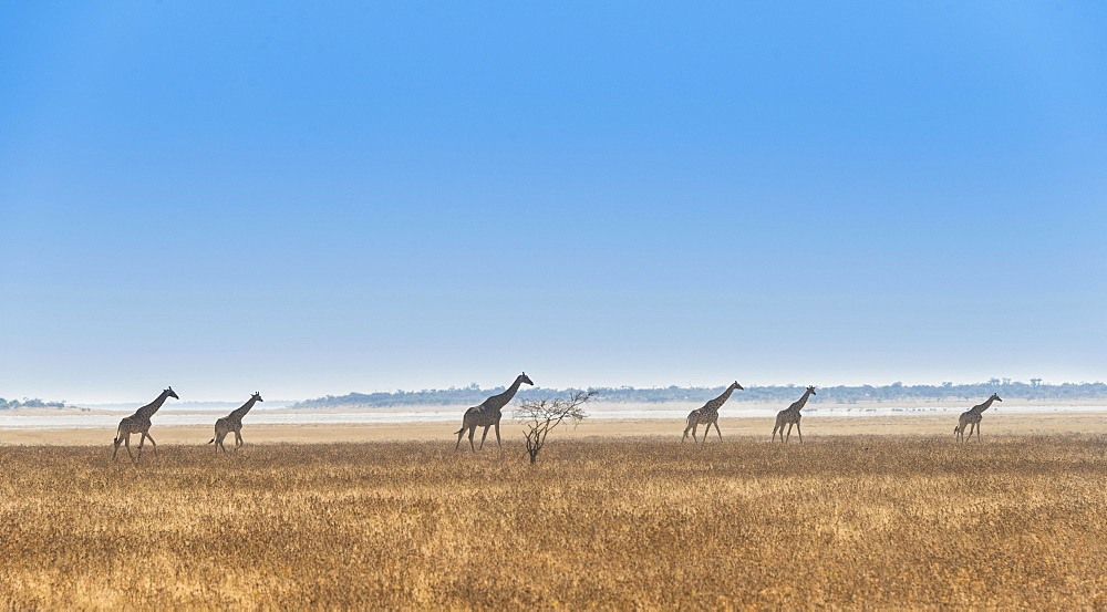 Giraffes (Giraffa camelopardis) walking through the dry grass, Etosha National Park, Namibia, Africa