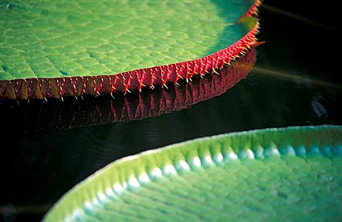 Water lily Brasil reflection