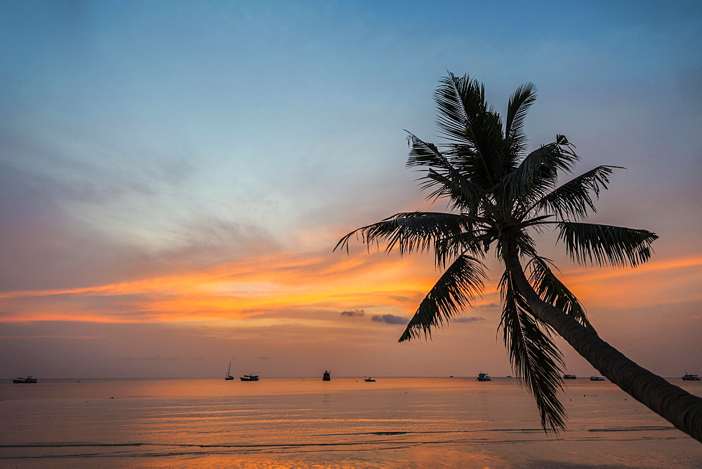 Palm tree at sunset, by the sea, South China Sea, Gulf of Thailand, Koh Tao, Thailand, Asia