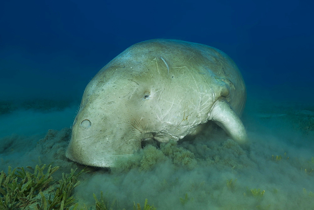 Dugong (Dugong dugon) eating sea grass, Red Sea, Hermes Bay, Marsa Alam, Egypt, Africa