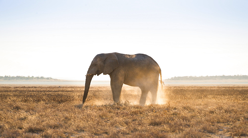 Elephant in the evening light on dry grassland, African Elephant (Loxodonta africana), Etosha National Park, Namibia, Africa