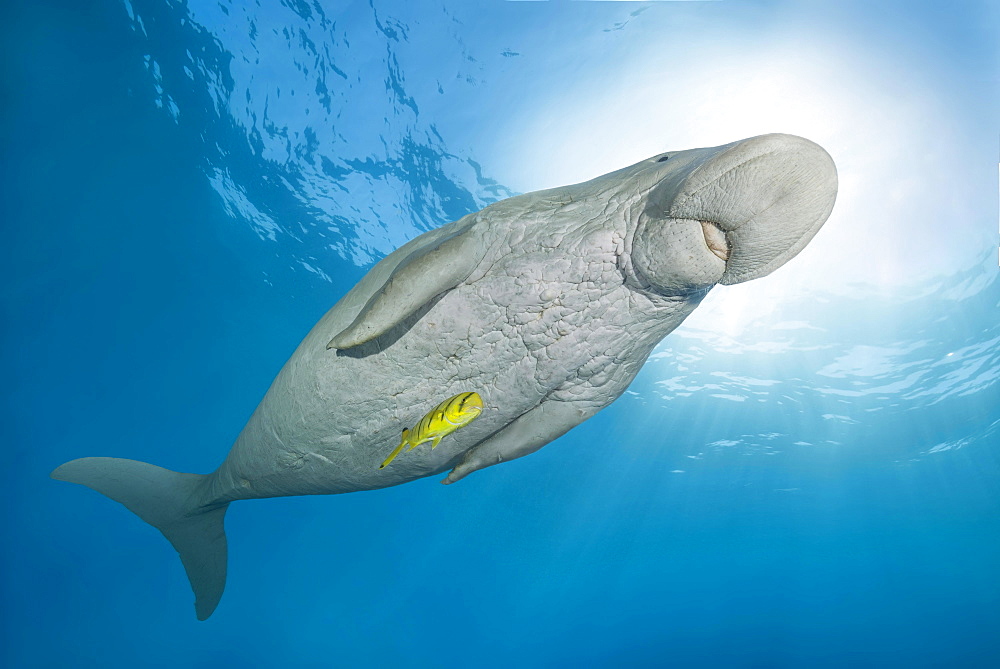 Dugong (Dugong dugon) with Golden Trevally (Gnathanodon speciosus) under water surface, Red Sea, Hermes Bay, Marsa Alam, Egypt, Africa