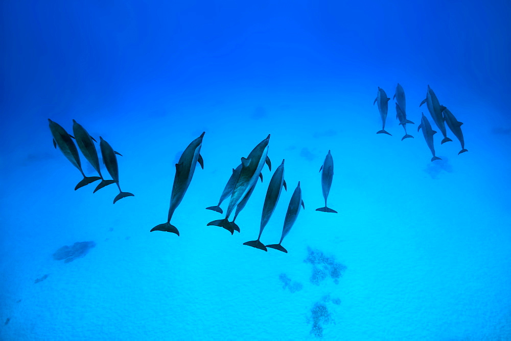 Three group of Spinner Dolphins (Stenella longirostris) swims over sandy bottom, Red Sea, Sataya Reef, Marsa Alam, Egypt, Africa