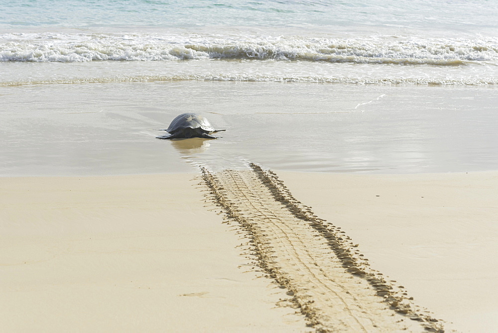 Green Sea Turtle or Pacific Green Turtle (Chelonia mydas japonica) on the way to the sea, Floreana, Galápagos Islands, Ecuador, South America