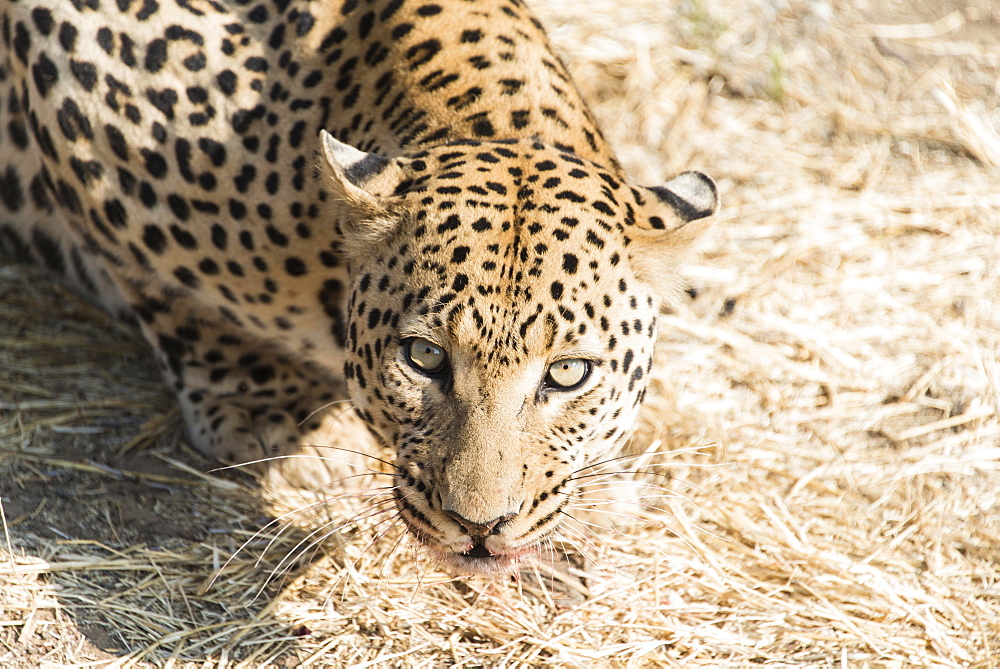 Leopard (Panthera pardus), Namibia, Africa