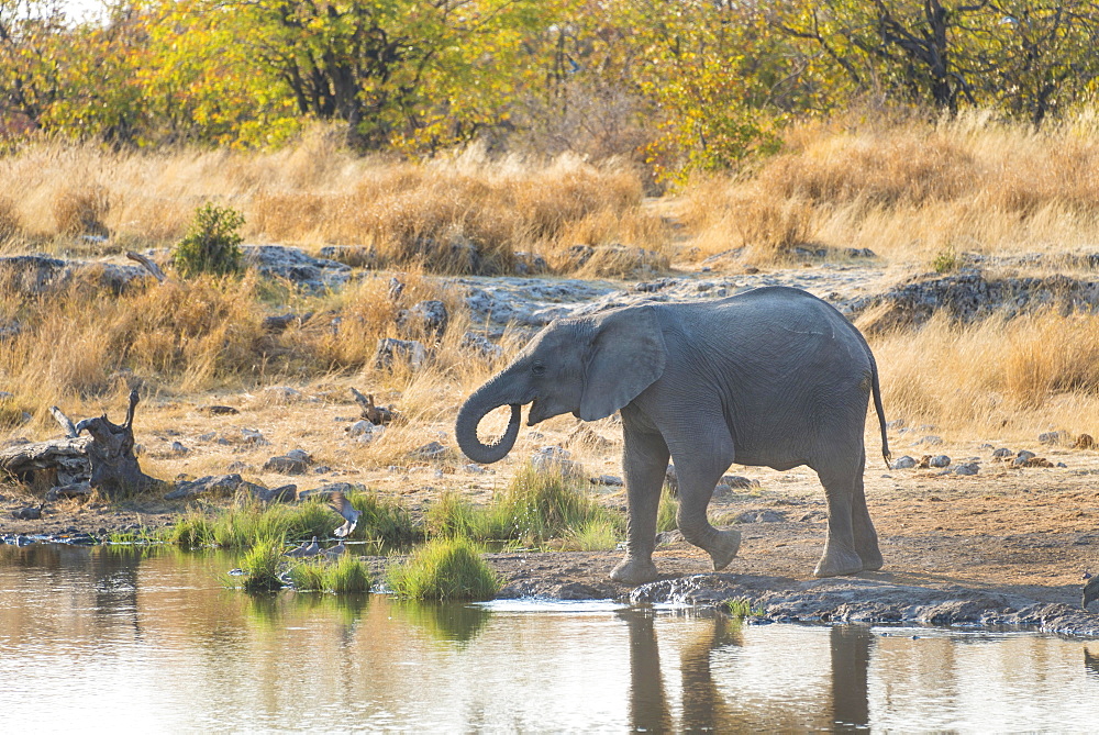 Young African Elephant (Loxodonta africana) drinking at the Nuamses waterhole, Etosha National Park, Namibia, Africa