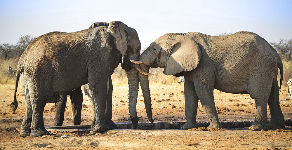 Two elephants playfully fighting, African Elephant (Loxodonta africana), Etosha National Park, Tsumcor waterhole, Namibia, Africa