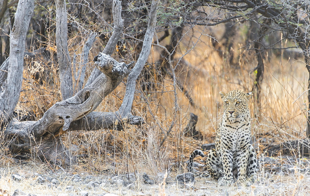 Leopard (Panthera pardus) sitting under a dry tree on stony ground, Etosha National Park, Namibia, Africa