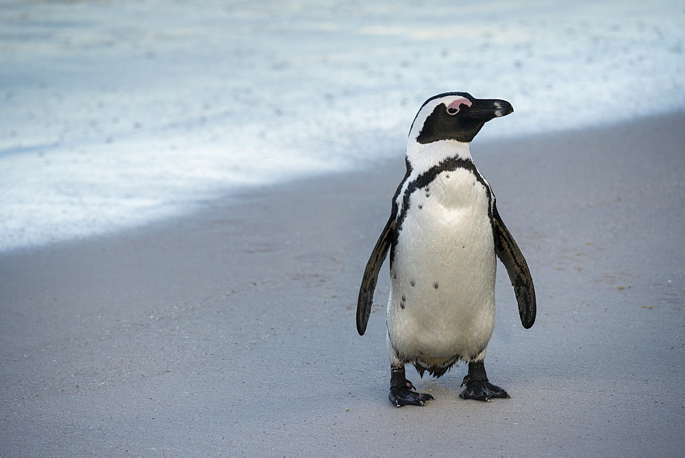 African Penguin (Spheniscus demersus) on the sandy beach, Boulders Beach, Simon's Town, Western Cape, South Africa, Africa